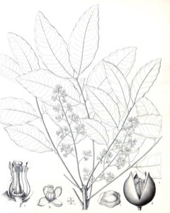 Khaya senegalensis Dryzone Mahogany